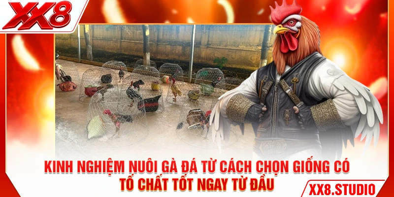 Kinh nghiệm nuôi gà đá từ cách chọn giống có tố chất tốt ngay từ đầu
